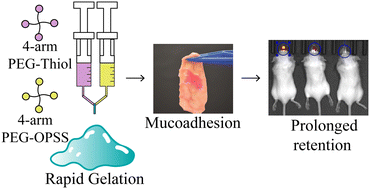 Graphical abstract: Rapid in situ forming PEG hydrogels for mucosal drug delivery