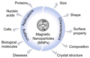 Graphical abstract: Magnetic nanoparticles for use in bioimaging