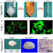 Graphical abstract: Fast bone regeneration using injectable fully biomimetic organoids with biomineralized and organic microenvironments