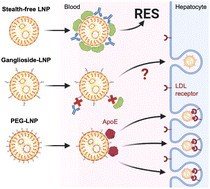 Graphical abstract: Ganglioside-incorporating lipid nanoparticles as a polyethylene glycol-free mRNA delivery platform
