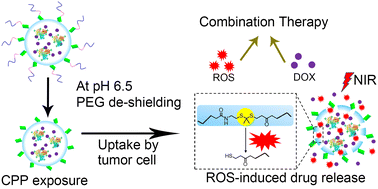 Graphical abstract: Enhanced combination therapy through tumor microenvironment-activated cellular uptake and ROS-sensitive drug release using a dual-sensitive nanogel