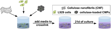 Graphical abstract: Casein microparticles filled with cellulase to enzymatically degrade nanocellulose for cell growth