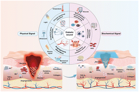 Graphical abstract: Stimulus-responsive hydrogels for diabetic wound management via microenvironment modulation
