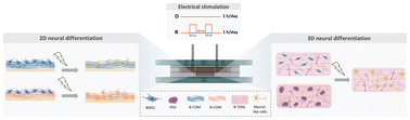 Graphical abstract: Dual role of electrical stimulation and a biomimetic matrix in neural differentiation within a microfluidic platform