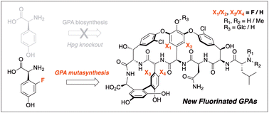 Graphical abstract: Altering glycopeptide antibiotic biosynthesis through mutasynthesis allows incorporation of fluorinated phenylglycine residues