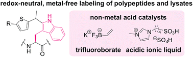 Graphical abstract: Redox-neutral, metal-free tryptophan labeling of polypeptides in hexafluoroisopropanol (HFIP)