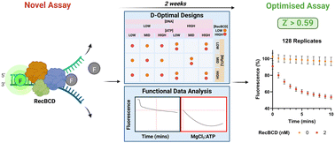 Graphical abstract: Development of a fluorescence-based assay for RecBCD activity using functional data analysis and design of experiments