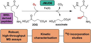 Graphical abstract: Biochemical investigations using mass spectrometry to monitor JMJD6-catalysed hydroxylation of multi-lysine containing bromodomain-derived substrates