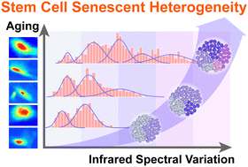 Graphical abstract: Vibrational phenomics decoding of the stem cell stepwise aging process at single-cell resolution