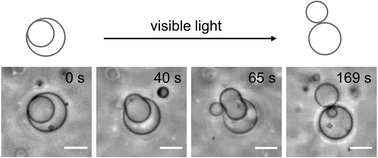 Graphical abstract: Control of giant vesicle assemblies by stimuli-responsive lipids