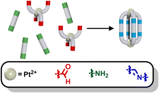Graphical abstract: A dynamic covalent approach to [PtnL2n]2n+ cages