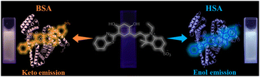 Graphical abstract: A novel FA1-targeting fluorescent probe for specific discrimination and identification of human serum albumin from bovine serum albumin