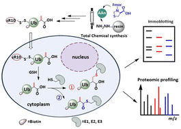 Graphical abstract: A cell-permeable Ub-Dha probe for profiling E1–E2–E3 enzymes in live cells