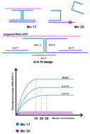Graphical abstract: RNase H-dependent DNA thresholder modulated by cancer marker concentration