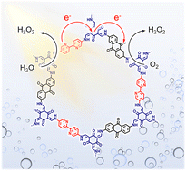 Graphical abstract: A multicomponent triformylphoroglucinol-based covalent organic framework for overall hydrogen peroxide photosynthesis