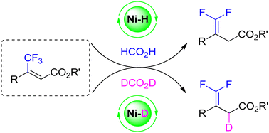 Graphical abstract: Nickel-catalyzed hydrodefluorination/deuterodefluorination of CF3-alkenes with formic acid
