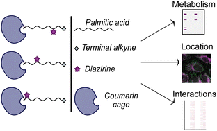 Graphical abstract: Trifunctional fatty acid derivatives: the impact of diazirine placement