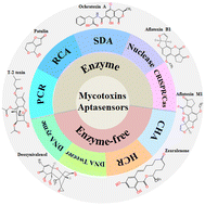Graphical abstract: Recent advances in nucleic acid signal amplification-based aptasensors for sensing mycotoxins