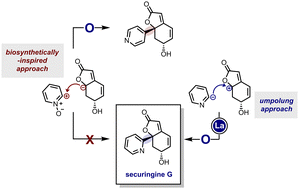 Graphical abstract: Total synthesis of (−)-securingine G