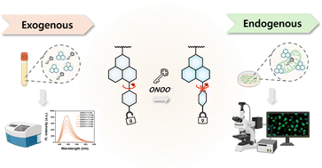 Graphical abstract: An AIE-based fluorescent probe to detect peroxynitrite levels in human serum and its cellular imaging