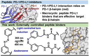 Graphical abstract: Light-activated azobenzene peptide inhibitor of the PD-1/PD-L1 interaction