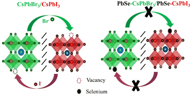 Graphical abstract: Prevention of ion migration in lead halide perovskites upon plugging the anion vacancies with PbSe islands