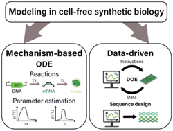 Graphical abstract: Mechanism-based and data-driven modeling in cell-free synthetic biology