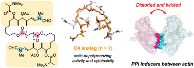 Graphical abstract: Development of actin dimerization inducers inspired by actin-depolymerizing macrolides