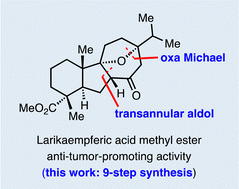Graphical abstract: 9-Step synthesis of (−)-larikaempferic acid methyl ester enabled by skeletal rearrangement