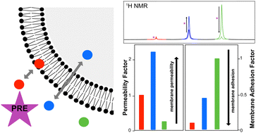 Graphical abstract: A solution NMR methodology enabling the elucidation of small molecule phospholipid membrane adhesion and passive permeation parameters