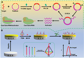 Graphical abstract: A universal electrochemical biosensor based on CRISPR/Cas12a and a DNA tetrahedron for ultrasensitive nucleic acid detection
