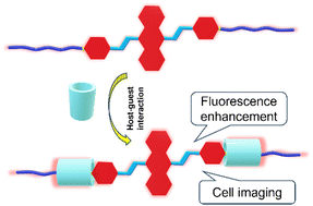 Graphical abstract: Fluorescence-enhanced supra-amphiphiles based on pillar[5]arene: construction, controllable self-assembly and application in cell imaging