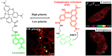 Graphical abstract: A dual-labeling fluorescent probe to track lysosomal polarity and endoplasmic reticulum dynamics during ferroptosis