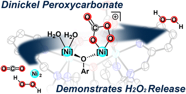 Graphical abstract: A dinuclear nickel peroxycarbonate complex: CO2 addition promotes H2O2 release
