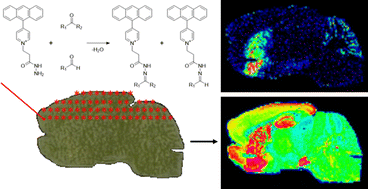Graphical abstract: Hydrazide-based reactive matrices for the sensitive detection of aldehydes and ketones by MALDI mass spectrometry imaging