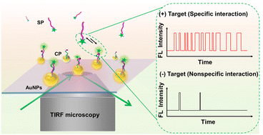 Graphical abstract: Plasmonic nanoparticle-assisted single-molecule dynamic binding for protein kinase activity digital counting