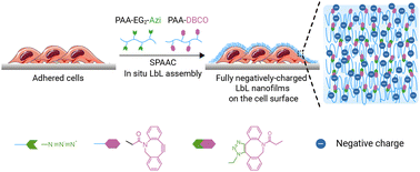 Graphical abstract: In situ fabrication of fully negatively-charged layer-by-layer nanofilms on a living cell surface