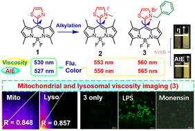 Graphical abstract: Construction of cationic meso-thiazolium-BODIPY AIE fluorescent probes for viscosity imaging in dual organelles