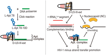 Graphical abstract: A selective HIV-1 RNA G-quadruplex-targeting l-aptamer–d-antisense conjugate inhibits HIV-1 minus strand transfer