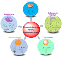 Graphical abstract: Recent progress in organelle-targeting fluorescent probes for the detection of peroxynitrite