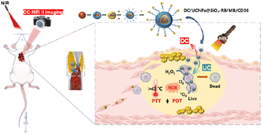 Graphical abstract: Multi-effective nanoplatform with down/upconversion dual-mode emissions for NIR-II imaging and PDT/PTT synergistic therapy of early atherosclerosis