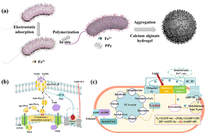 Graphical abstract: Study on confined interface electron enhanced ethanol to hydrogen conversion by Rhodopseudomonas palustris