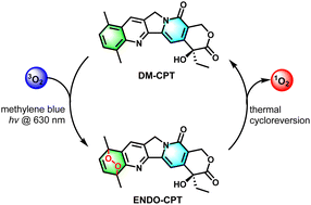 Graphical abstract: Overcoming multidrug resistance by a singlet oxygen releasing camptothecin-endoperoxide