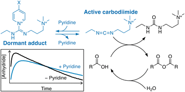 Graphical abstract: Controlling carbodiimide-driven reaction networks through the reversible formation of pyridine adducts