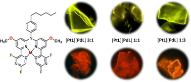 Graphical abstract: Heterobimetallic contacts in statistical co-crystals of homoleptic coordination compounds with ligand-encoded H⋯F bonds: structure, photophysics and mechano-responsive properties