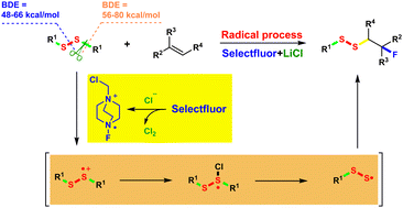 Graphical abstract: Chloride Induced S–C bond selective cleavage of disulfides to access unsymmetrical β-fluorodisulfides