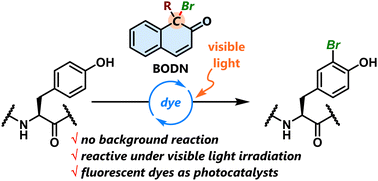 Graphical abstract: BODNs as biocompatible brominating reagents: visible-light photocatalytic tyrosine modification under physiologically favorable conditions