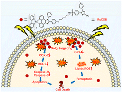 Graphical abstract: A Ru(ii) complex-based COX-2 targeting type I photosensitizer evokes ferroptosis and apoptosis