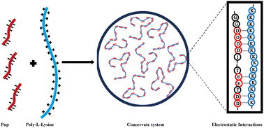 Graphical abstract: Electrostatic interactions drive phase separation in Pup protein