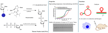 Graphical abstract: Versatility of threose nucleic acids: synthesis, properties, and applications in chemical biology and biomedical advancements